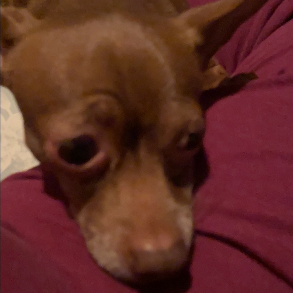 Meet your Posher, Capucine